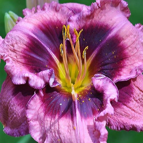 Лілійник Macbeth