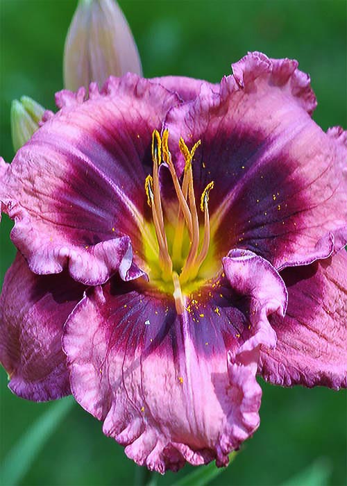 Лілійник Macbeth