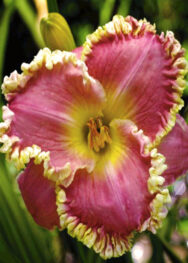 Лілійник Nega