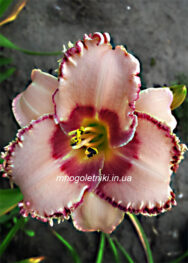 Лілійник New Quest