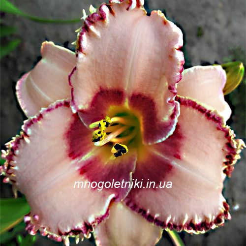 Лілійник New Quest