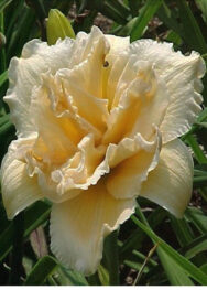 Лілійник Peddy jeffcoat