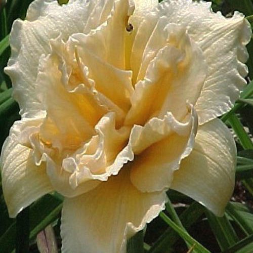 Лілійник Peddy jeffcoat