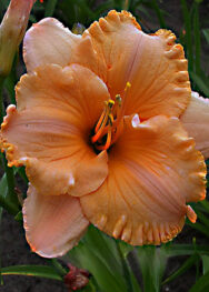 Лілійник Pure and simple