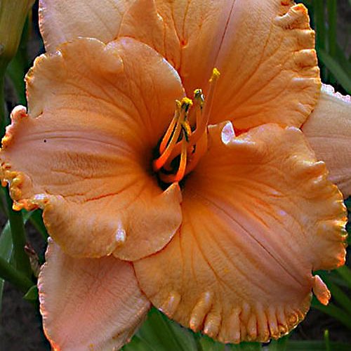 Лілійник Pure and simple