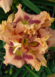 Лілійник Rarly Early Truffle