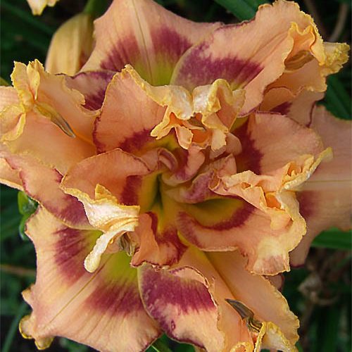 Лілійник Rarly Early Truffle