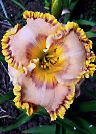 Лілійник Sharon Joker. .