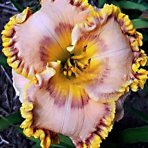 Лілійник Sharon Joker. .