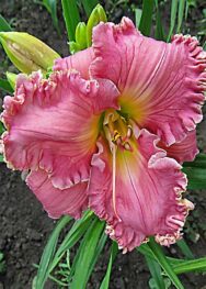 Лілійник Sister of Praise