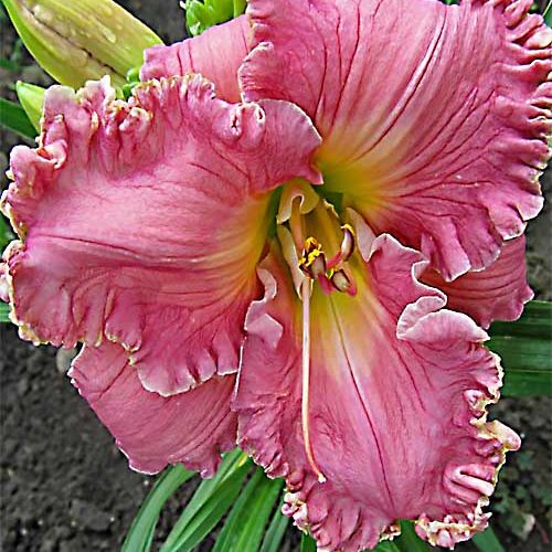 Лілійник Sister of Praise