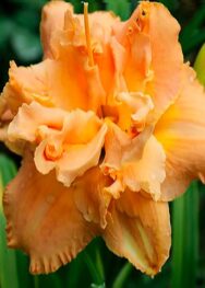 Лілійник Solid Geometry.