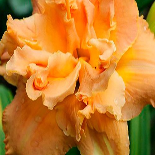 Лілійник Solid Geometry.