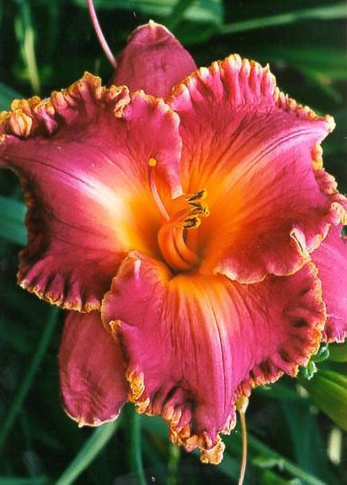 Лілійник Spacecoast Cremberry Brezze