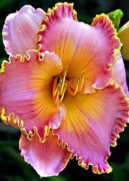 Лілійник Spacecoast starburst