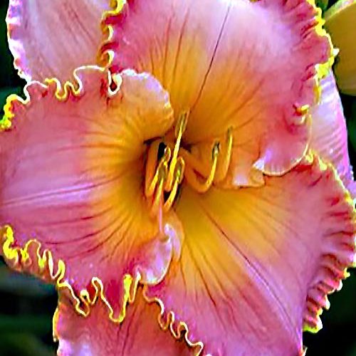 Лілійник Spacecoast starburst