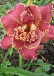 Лілійник Unlock the Stars