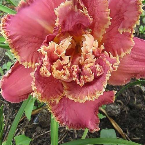 Лілійник Unlock the Stars