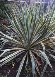 Юкка Bright Edge2