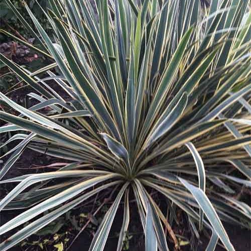 Юкка Bright Edge2