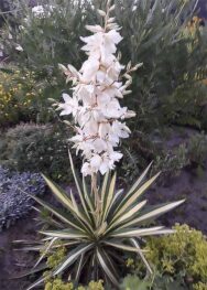 Юкка Color Guard