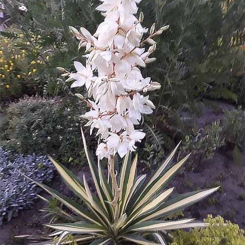 Юкка Color Guard