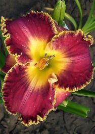 лилейник Sea of Cortez