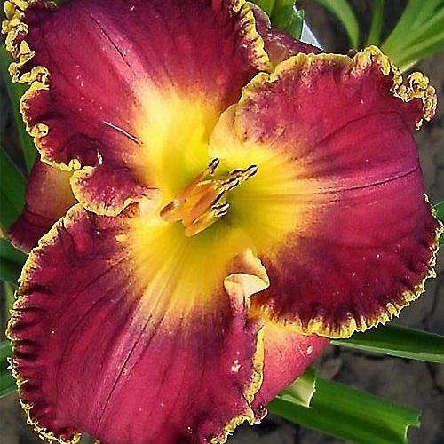 лилейник Sea of Cortez