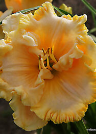 Лілійник "American Freedom