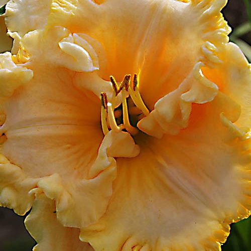 Лілійник "American Freedom