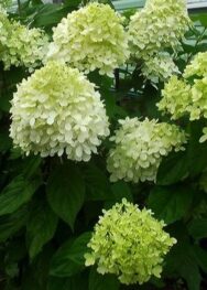 Гортензія Limelight