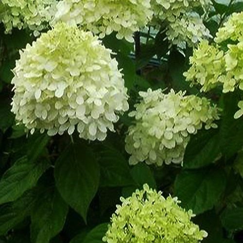 Гортензія Limelight