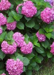 Гортензія Limelight.