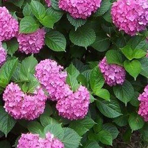 Гортензія Limelight.