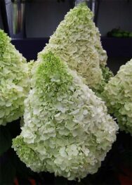 Гортензія Polar Bear