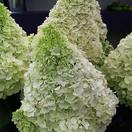 Гортензія Polar Bear