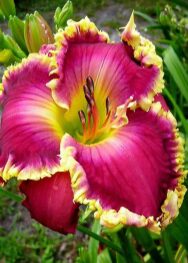 Лілійник Spacecoast Fantastic Finish