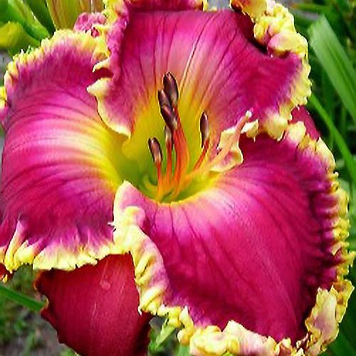 Лілійник Spacecoast Fantastic Finish