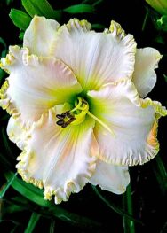 Лілійник Victorian Lace