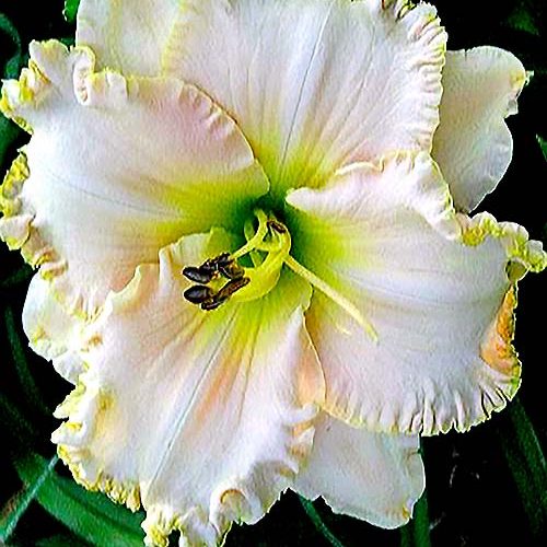 Лілійник Victorian Lace