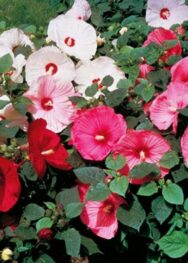 Суміш сортів