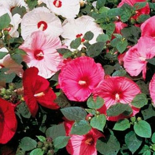 Суміш сортів