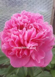 Півонія Alexander Fleming