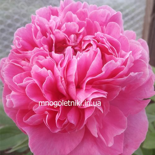 Півонія Alexander Fleming