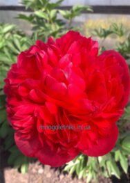 Півонія Command Performance