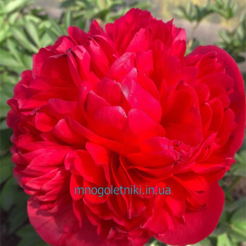 Півонія Command Performance