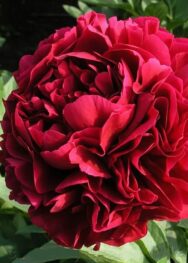 Півонія Genri Bokstos...