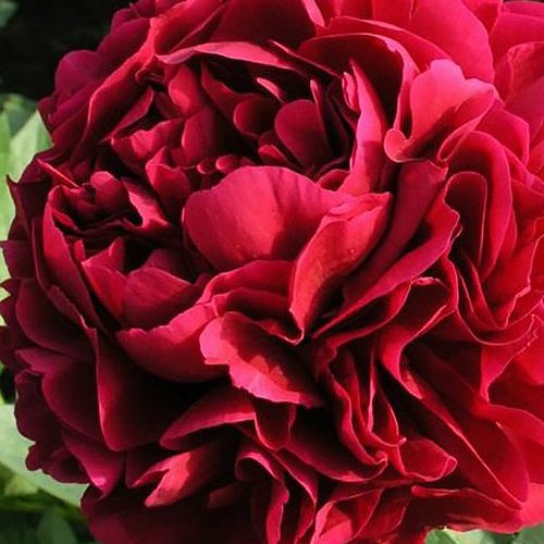 Півонія Genri Bokstos...