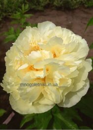 Півонія Lemon Chiffon