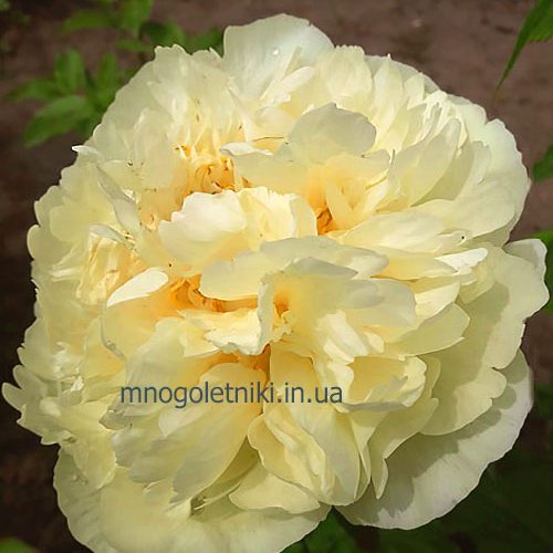 Півонія Lemon Chiffon